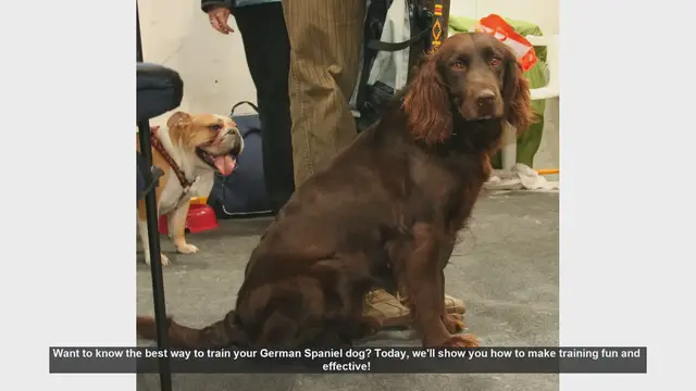 Video thumbnail for Effective and Fun Training Tips for Your German Spaniel