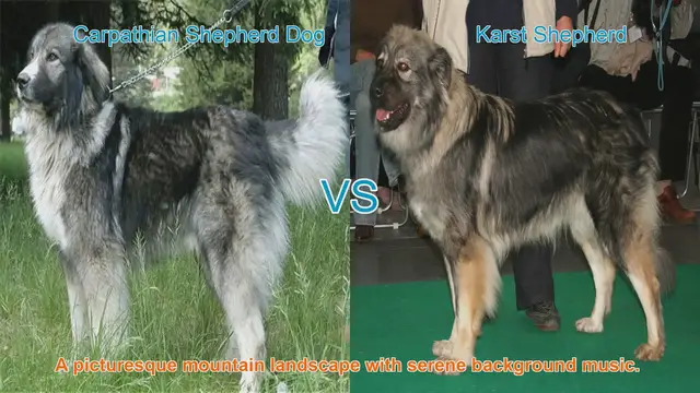 Video thumbnail for Carpathian Shepherd Dog vs. Karst Shepherd: A Breed Comparison