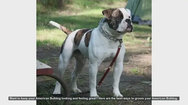Video thumbnail for Top Grooming Tips for Your American Bulldog