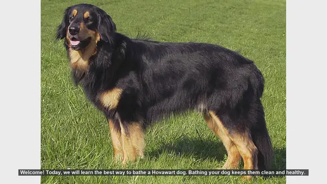Video thumbnail for How to Bathe Your Hovawart Dog: Step-by-Step Guide