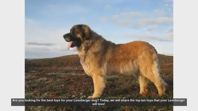 Video thumbnail for Top 10 Must-Have Toys for Your Leonberger Dog!