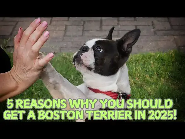 Video thumbnail for 5 Reasons Why You Should Get a Boston Terrier in 2025! 🐶