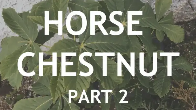'Video thumbnail for Horse Chestnut Bonsai 2'