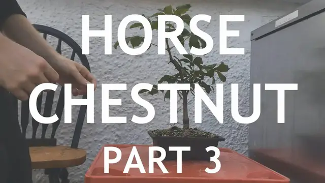 'Video thumbnail for Horse Chestnut Bonsai 3'