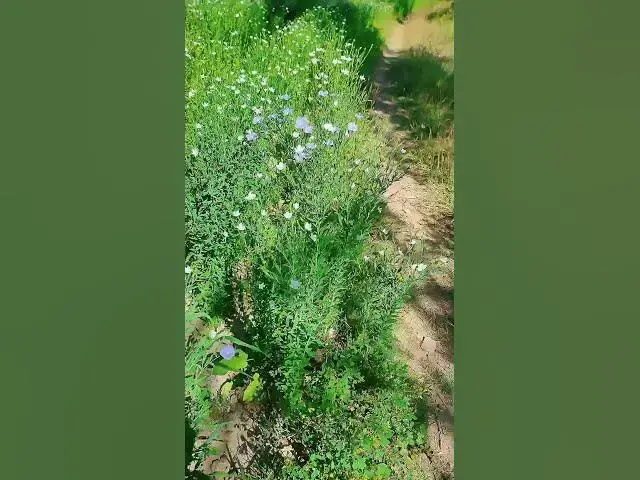 Video thumbnail for apna dimag lagaya aur comment mein bathaye kaun sa ped hai