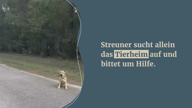 Video thumbnail for Rührt zu Tränen: Straßenhund geht allein zum Tierheim und bittet mit herzergreifender Geste um Hilfe