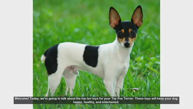 Video thumbnail for Top 10 Must-Have Toys for Your Toy Fox Terrier