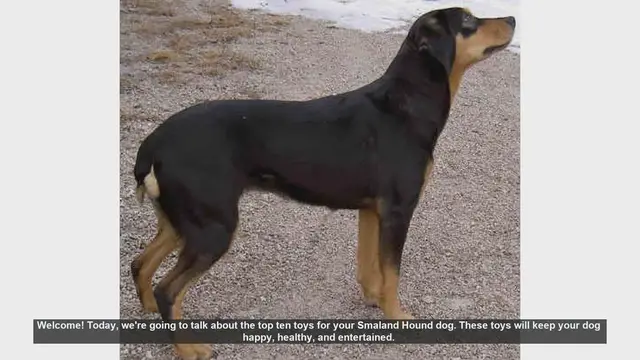 Video thumbnail for Top 10 Toys for Your Smaland Hound: Keep Your Dog Happy and Healthy!