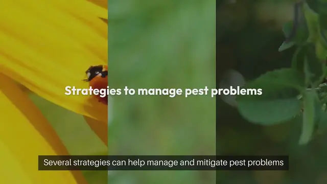 Video thumbnail for Garden Pest Control Strategies