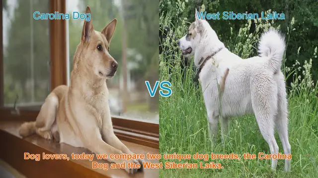 Video thumbnail for Carolina Dog vs. West Siberian Laika: A Breed Comparison