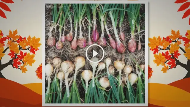 'Video thumbnail for How Long Do Onions Take To Grow From Seed'