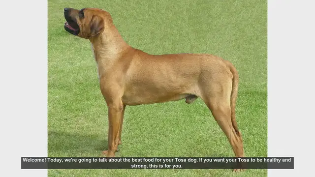 Video thumbnail for Best Food for Your Tosa Dog: A Complete Guide