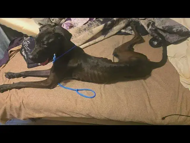 Video thumbnail for Mimi's Second Chance❤️From Rescue to Beloved Family Member             #DogRescue #DogTransformation