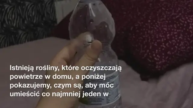 'Video thumbnail for Te piękne rośliny oczyszczają powietrze w domu i powinieneś je mieć'
