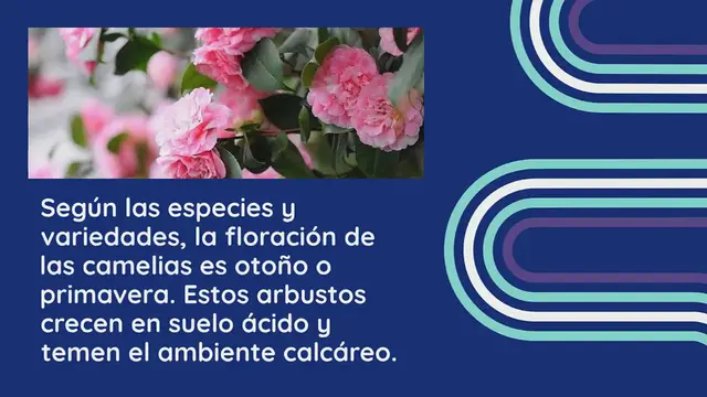 Video thumbnail for ¿Cómo plantar una camelia en el suelo?