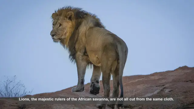 Video thumbnail for 10 Key Differences Between Nomadic and Pride Lions