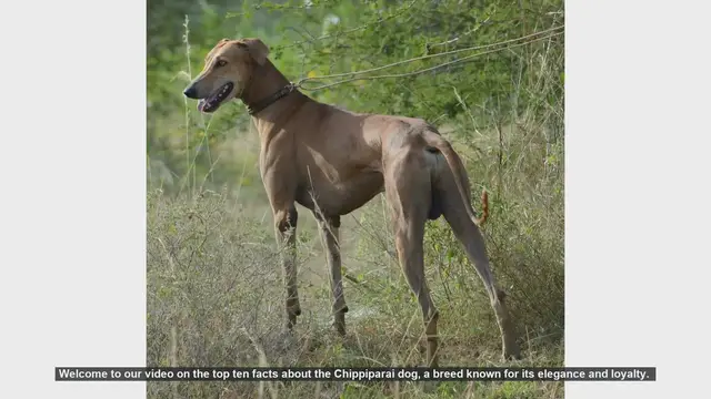 Video thumbnail for Top 10 Fascinating Facts About the Chippiparai Dog