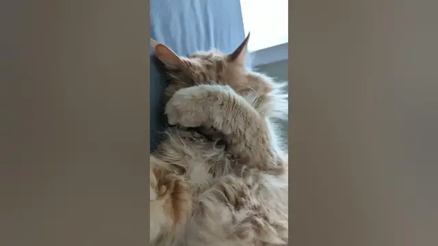 Video thumbnail for 😺Parker the Cat Snoring