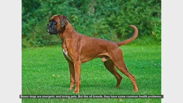 Video thumbnail for Top 10 Health Issues in Boxer Dogs: What Every Owner Should Know
