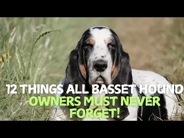 Video thumbnail for 12 Things All Basset Hound Owners Must Never Forget! 🐶