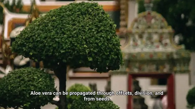 Video thumbnail for How To Propagate Aloe Vera?