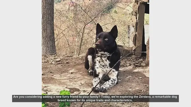 Video thumbnail for Meet the Zerdava: The Energetic and Loyal Turkish Pointer