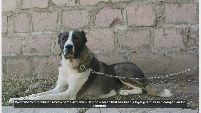 Video thumbnail for Armenian Gampr: The Ultimate Guardian Dog - A Detailed Review