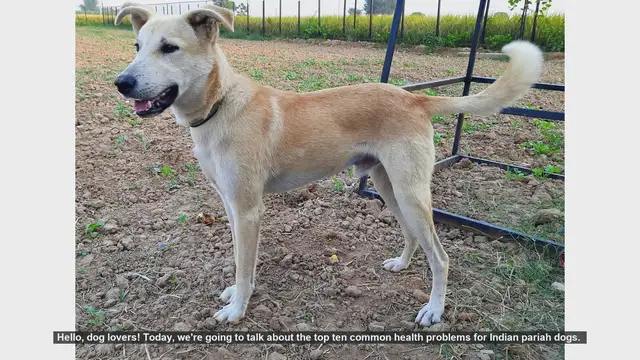 Video thumbnail for Top 10 Health Problems in Indian Pariah Dogs & How to Prevent Them