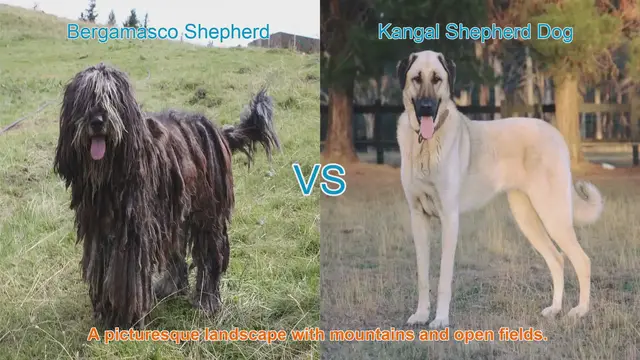 Video thumbnail for Bergamasco vs. Kangal Shepherd Dog: A Comparative Guide