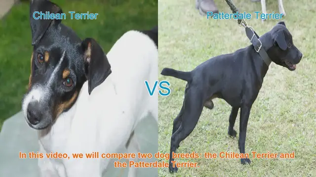 Video thumbnail for Chilean Terrier vs. Patterdale Terrier: A Comprehensive Comparison