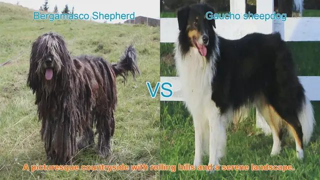 Video thumbnail for Long-Haired Dog Breed Comparison: Bergamasco Shepherd vs. Gaucho Sheepdog