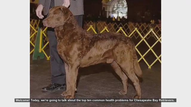 Video thumbnail for Top 10 Common Health Problems in Chesapeake Bay Retrievers