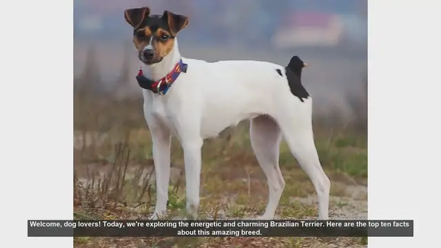 Video thumbnail for Top 10 Facts About the Energetic Brazilian Terrier