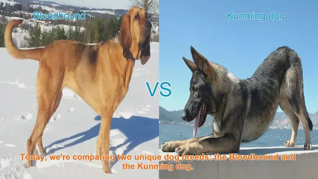 Video thumbnail for Bloodhound vs. Kunming Dog: A Comparative Guide