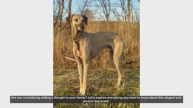 Video thumbnail for Sloughi Dog Breed: Everything You Need to Know