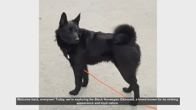 Video thumbnail for Black Norwegian Elkhound: Pros and Cons of This Unique Breed