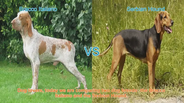Video thumbnail for Bracco Italiano vs. Serbian Hound: A Comprehensive Comparison