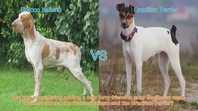 Video thumbnail for Bracco Italiano VS Brazilian Terrier
