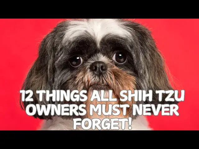 Video thumbnail for 12 Things All Shih Tzu Owners Must Never Forget! 🐶