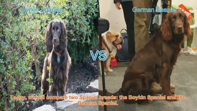 Video thumbnail for Boykin Spaniel vs. German Spaniel: A Comprehensive Comparison