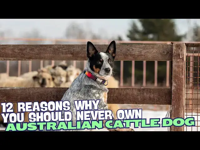 Video thumbnail for 12 Reasons Why You Should Never Own an Australian Cattle Dog ?