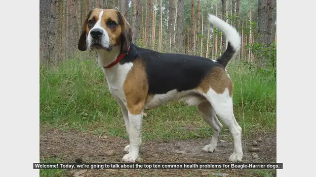 Video thumbnail for Top 10 Common Health Problems in Beagle-Harrier Dogs