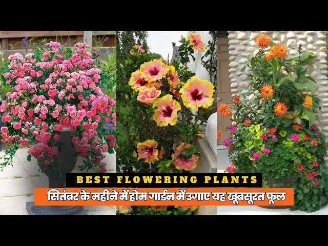 'Video thumbnail for सितंबर के महीने में होम गार्डन में उगाए, यह खूबसूरत फूल Flowers To Grow In September At Home Garden'