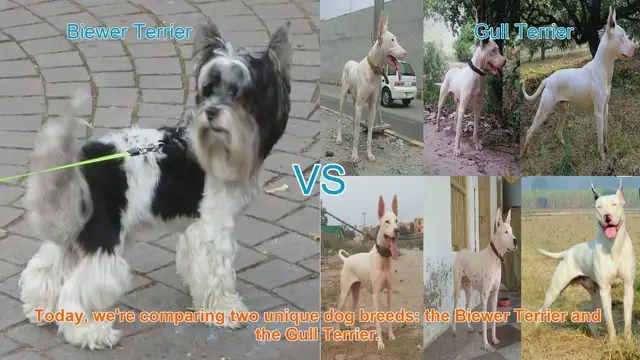 Video thumbnail for Biewer Terrier VS Gull Terrier
