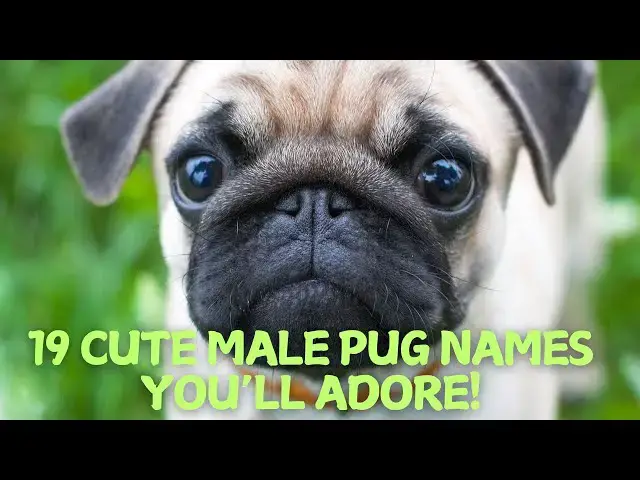 Video thumbnail for 19 Cute Male Pug Names You’ll Adore! 🐶💙