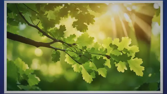 Video thumbnail for What Trees Produce Most Oxygen And How They Do It | SARPO