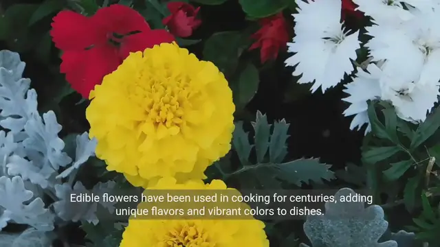 Video thumbnail for Edible Flowers_ Culinary Delights and Aesthetic Appeals