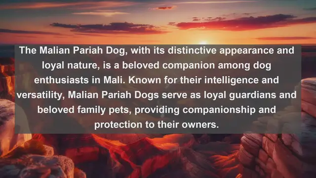Video thumbnail for Discover Mali's Most Cherished Companions: Top 10 Favorite Pets Revealed