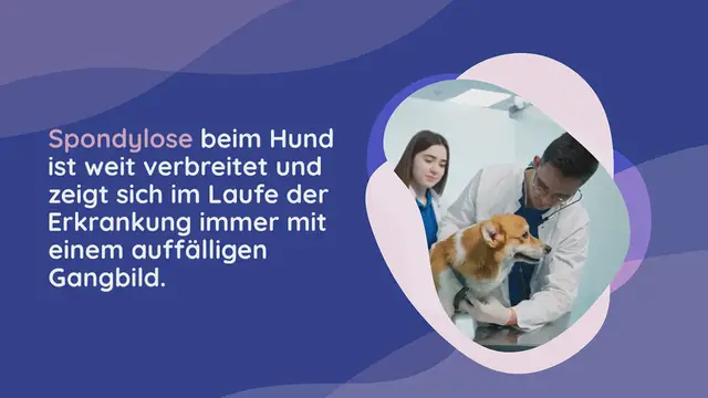 Video thumbnail for Gangbild vom Hund mit Spondylose: Symptome & Behandlung