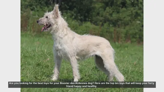 Video thumbnail for Top 10 Toys for Your Bouvier des Ardennes Dog